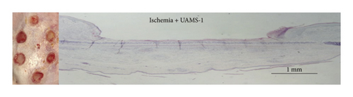 Details are in the caption following the image