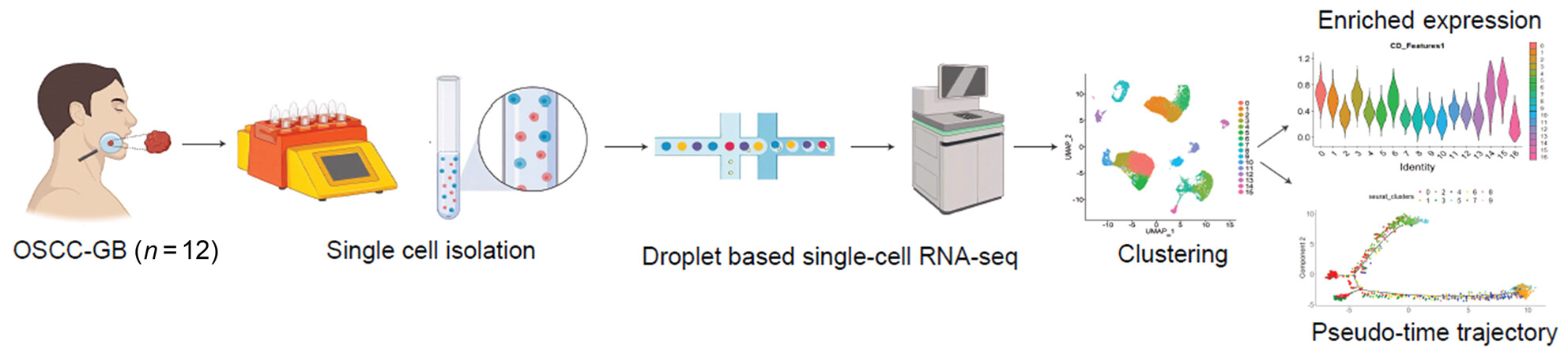 Single-cell transcriptomic analysis of gingivo-buccal oral cancer reveals two dominant cellular programs