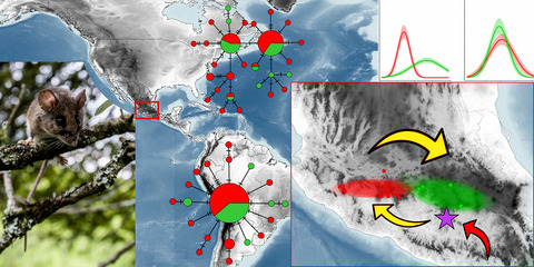 Role of Pleistocene climatic oscillations on genetic differentiation and evolutionary history of the Transvolcanic deer mouse Peromyscus hylocetes (Rodentia: Cricetidae) throughout the Mexican central highlands