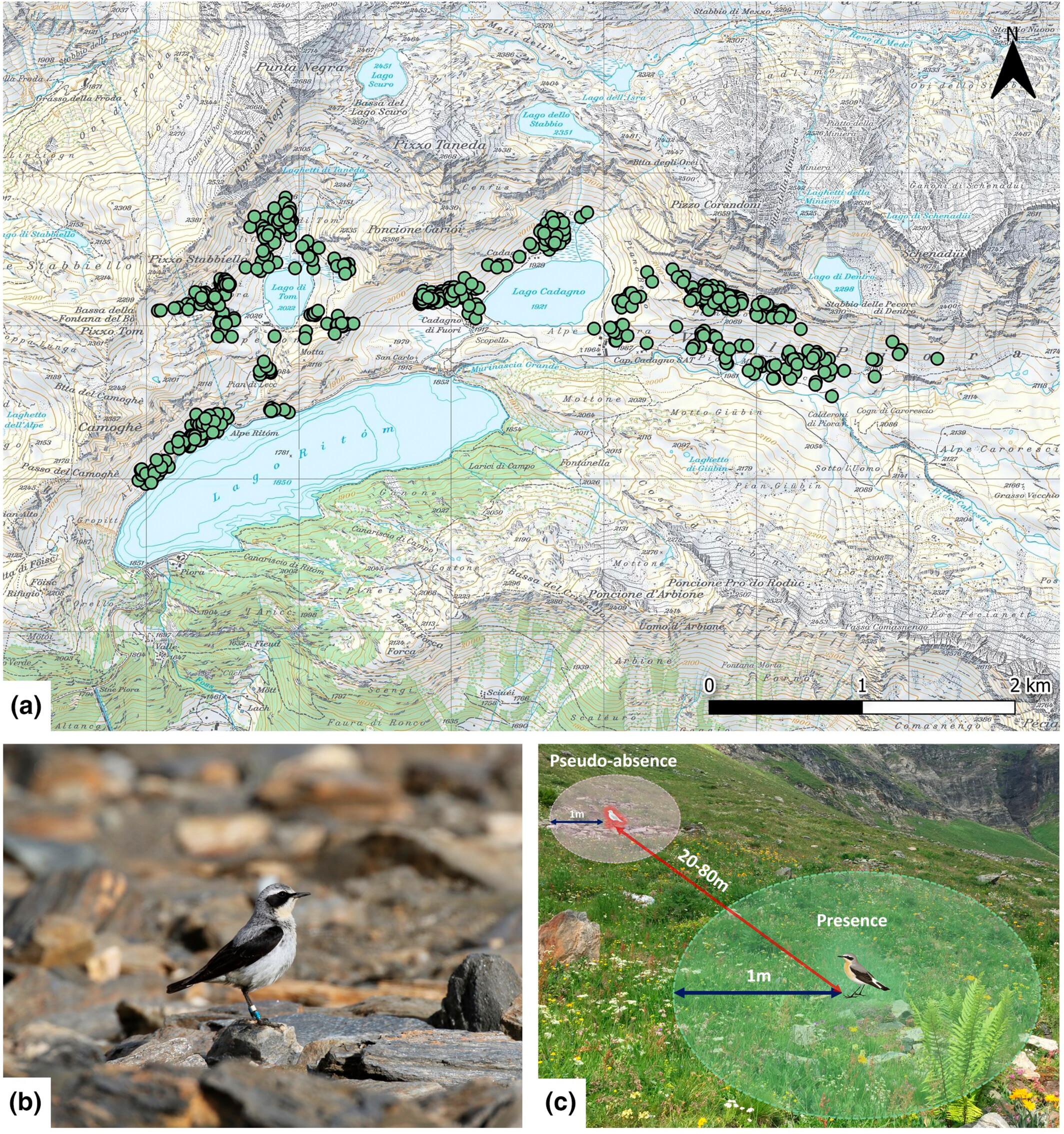 Finding food in a changing world: Small-scale foraging habitat preferences of an insectivorous passerine in the Alps