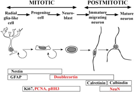 Endogenous versus exogenous markers of adult neurogenesis in canaries and other birds: Advantages and disadvantages