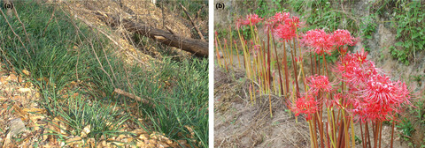 Cytogeography and chromosomal variation of the endemic East Asian herb Lycoris radiata