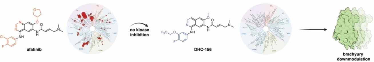 Development of a Small Molecule Downmodulator for the Transcription Factor Brachyury