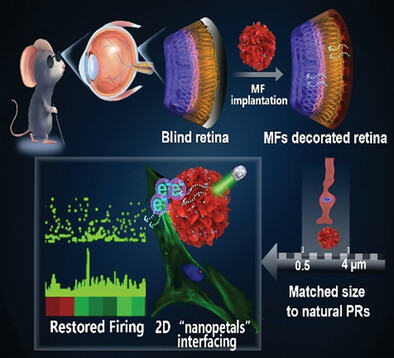 Photoreceptor-Mimetic Microflowers for Restoring Light Responses in Degenerative Retina through a 2D Nanopetal/Cell Biointerface