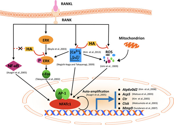 Helvolic acid attenuates osteoclast formation and function via suppressing RANKL-induced NFATc1 activation