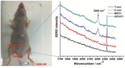 SERS Nanoprobes in Biologically Raman Silent Region for Tumor Cell Imaging and In Vivo Tumor Spectral Detection in Mice