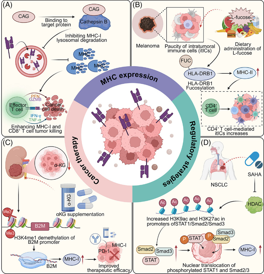 Decoding MHC loss: Molecular mechanisms and implications for immune resistance in cancer Issue 7, 2025