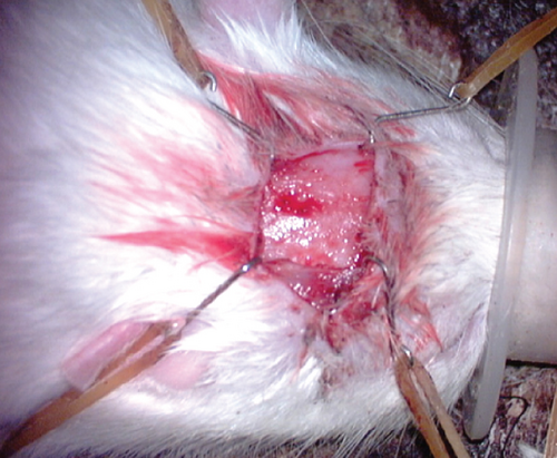 Details are in the caption following the image Details are in the caption following the image