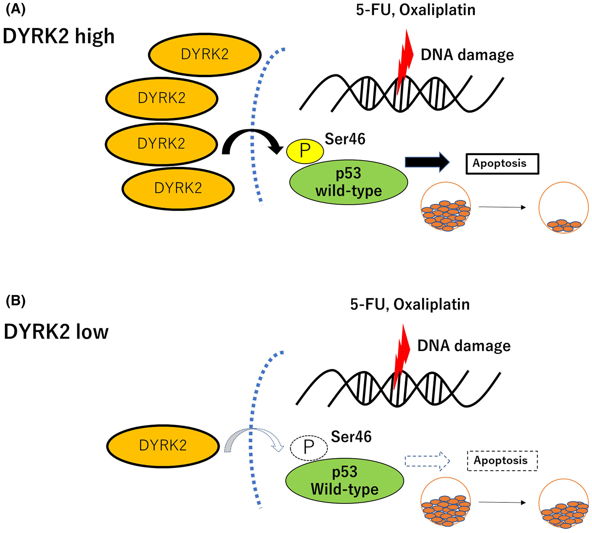 DYRK2 promotes chemosensitivity via p53-mediated apoptosis after DNA damage in colorectal cancer