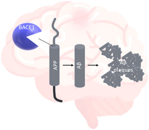 Serum beta-secretase 1 (BACE1) activity increases in patients with mild cognitive impairment