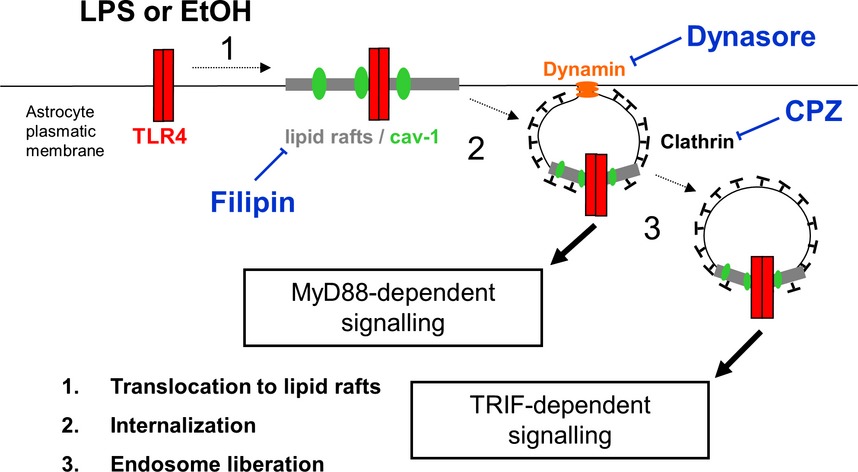 LPS or ethanol triggers clathrin- and rafts/caveolae-dependent endocytosis of TLR4 in cortical astrocytes