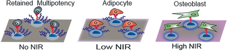 Photocontrolled Multidirectional Differentiation of Mesenchymal Stem Cells on an Upconversion Substrate