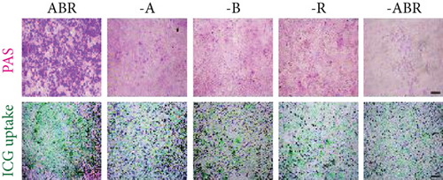 Details are in the caption following the image Details are in the caption following the image