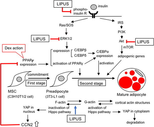 Suppression of adipocyte differentiation by low-intensity pulsed ultrasound via inhibition of insulin signaling and promotion of CCN family protein 2