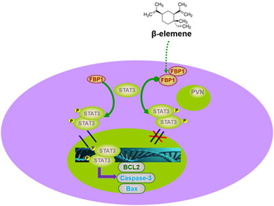 FBP1 induced by β-elemene enhances the sensitivity of gefitinib in lung cancer