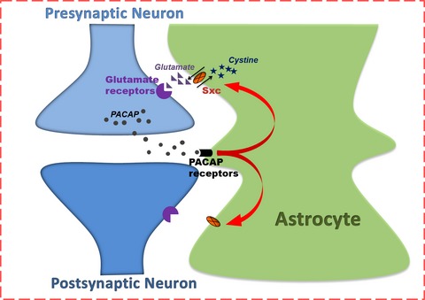 Pituitary Adenylate cyclase-activating polypeptide orchestrates neuronal regulation of the astrocytic glutamate-releasing mechanism system xc−