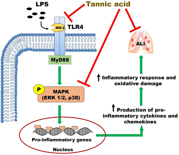 Tannic acid protects against experimental acute lung injury through downregulation of TLR4 and MAPK
