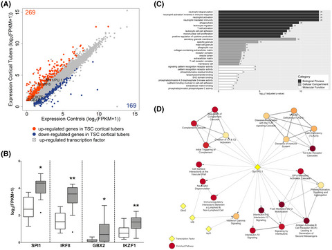 Upregulation of the pathogenic transcription factor SPI1/PU.1 in tuberous sclerosis complex and focal cortical dysplasia by oxidative stress