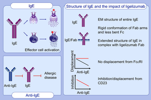 Structure of intact IgE and the mechanism of ligelizumab revealed by electron microscopy