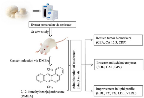 Evaluating the therapeutic potential of white button mushroom (Agaricus bisporus) against DMBA-induced breast cancer in Sprague Dawley rats