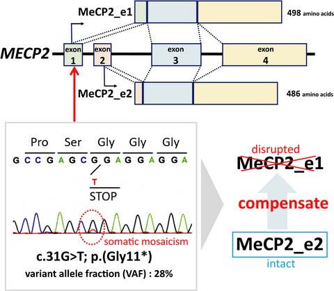 MeCP2_e2 partially compensates for lack of MeCP2_e1: A male case of Rett syndrome