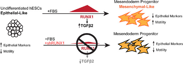 Precocious Phenotypic Transcription-Factor Expression During Early Development