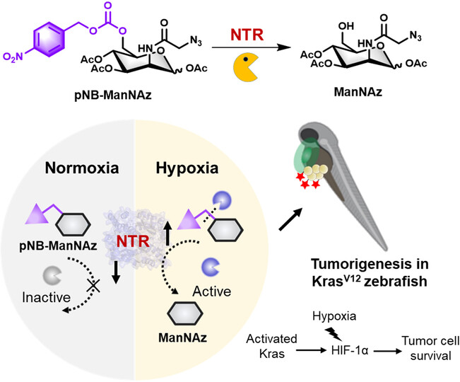 A Nitroreductase-Activatable Metabolic Reporter for Covalent Labeling of Pathological Hypoxic Cells in Tumorigenesis
