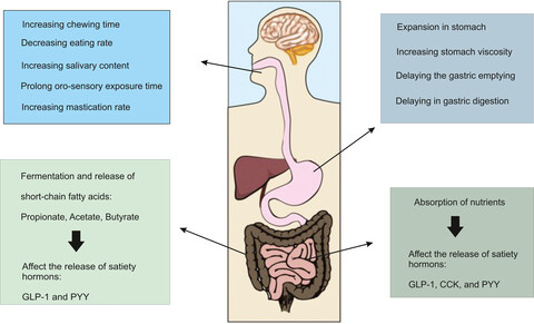The significance and potential of functional food ingredients for control appetite and food intake