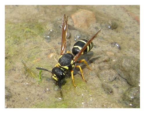 Details are in the caption following the image