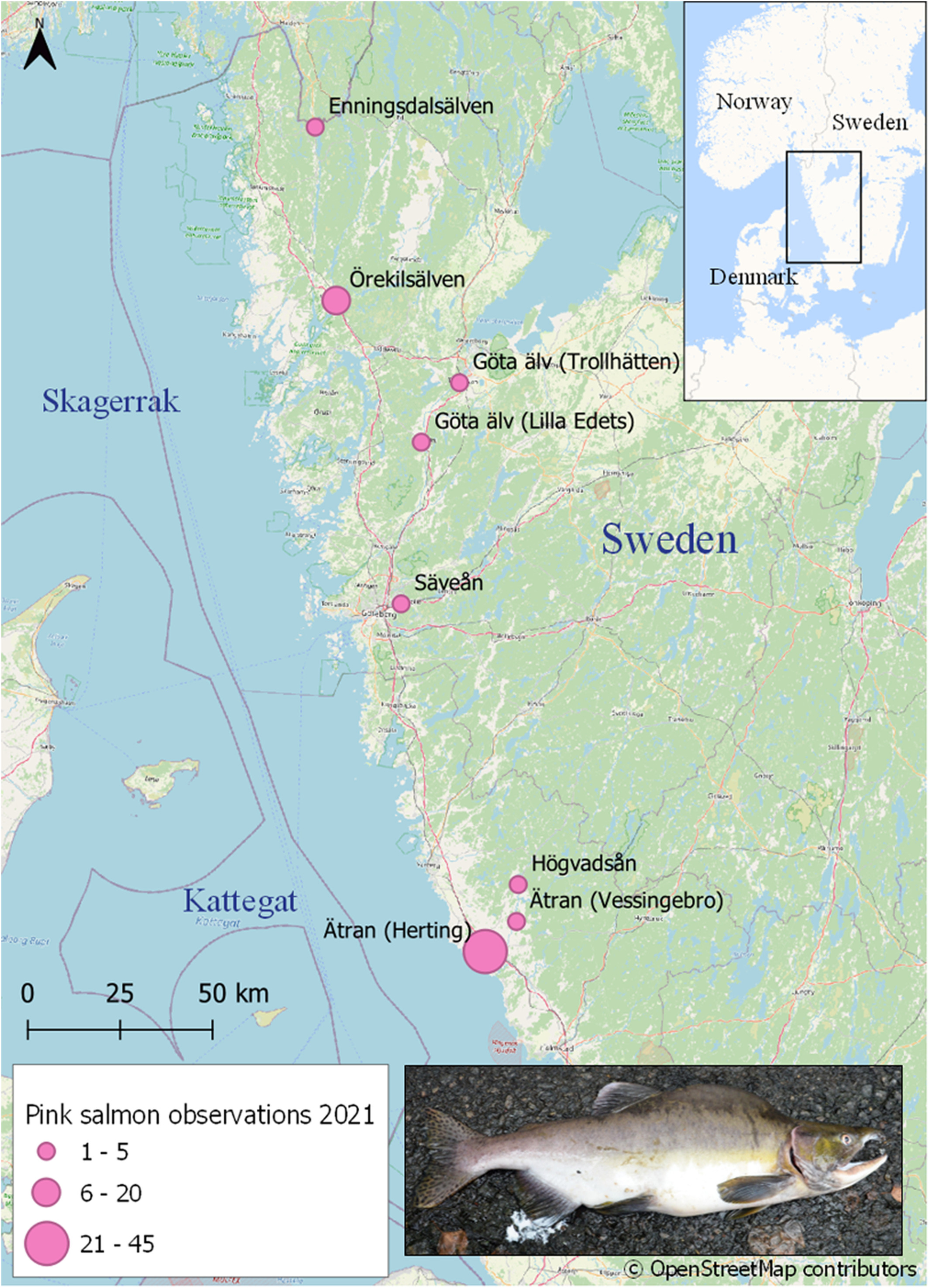 Pink salmon distribution in Sweden: The calm before the storm?