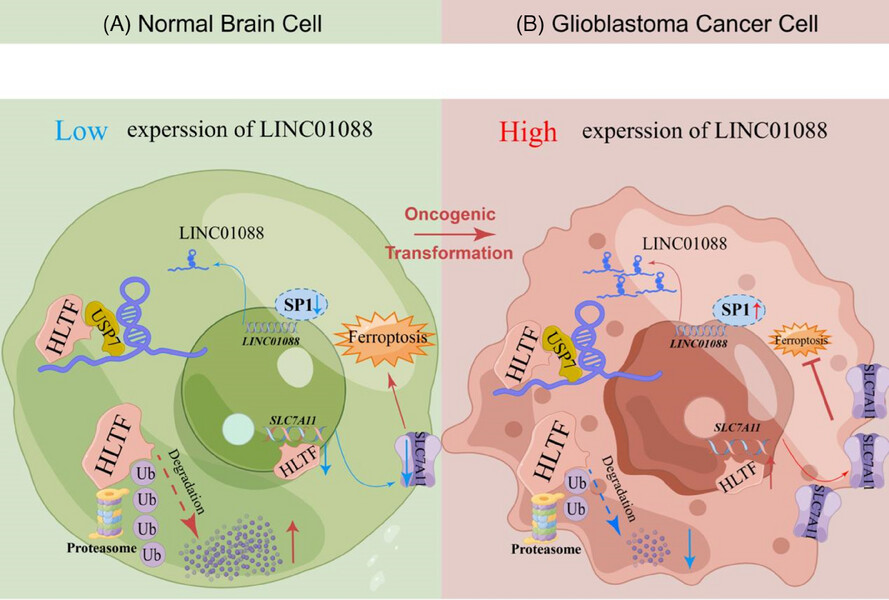 LINC01088 prevents ferroptosis in glioblastoma by enhancing SLC7A11 via HLTF/USP7 axis