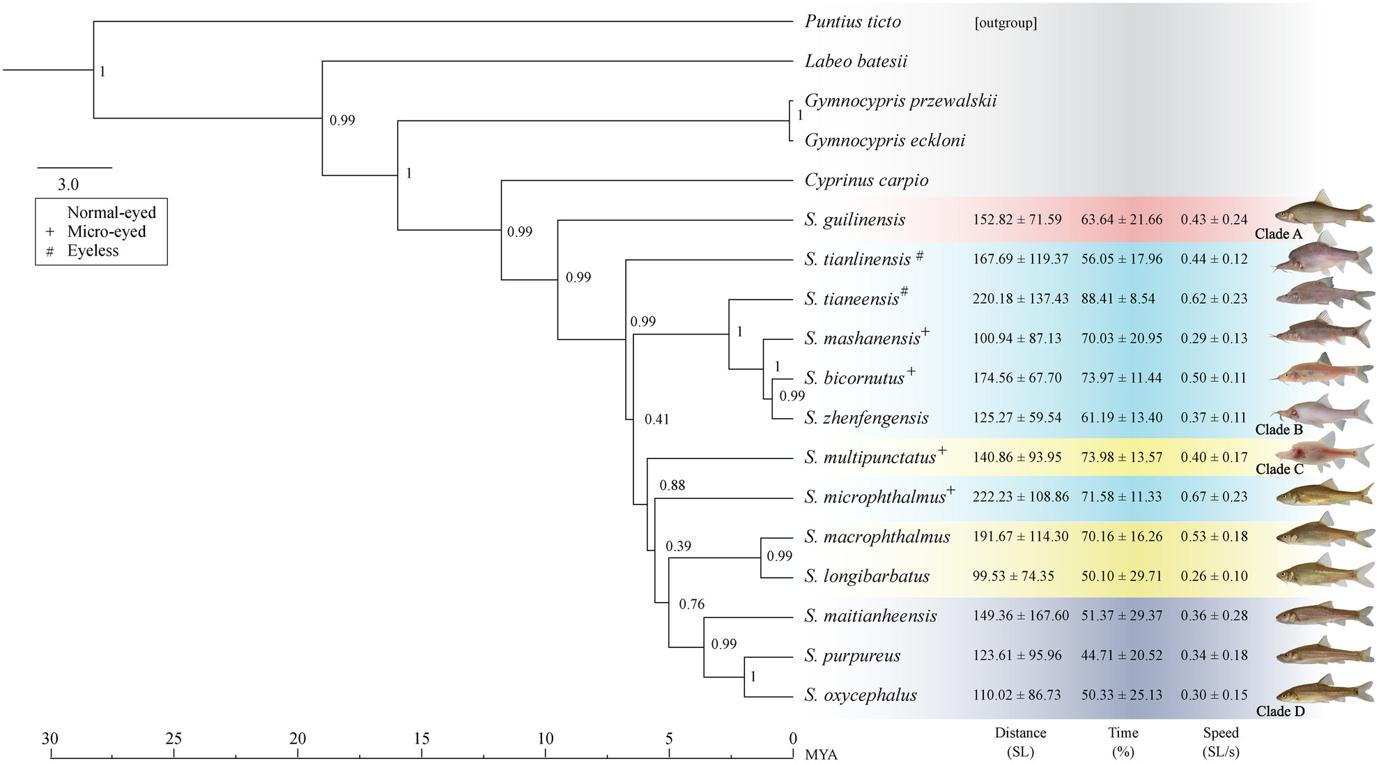 Wall-following – Phylogenetic context of an enhanced behaviour in stygomorphic Sinocyclocheilus (Cypriniformes: Cyprinidae) cavefishes