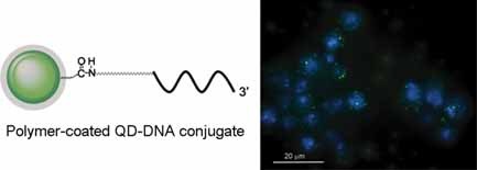In situ Visualization of Gene Expression Using Polymer-Coated Quantum–Dot–DNA Conjugates