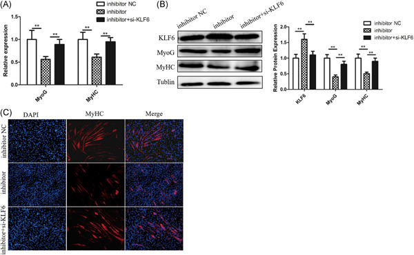 MiR-543 regulates myoblast proliferation and differentiation of C2C12 cells by targeting KLF6