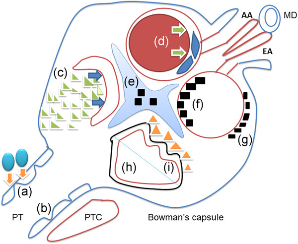 Extracellular vesicles mediate cellular interactions in renal diseases—Novel views of intercellular communications in the kidney