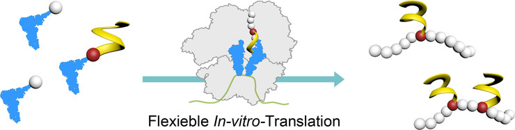 Ribosomal Incorporation of Aromatic Oligoamides as Peptide Sidechain Appendages