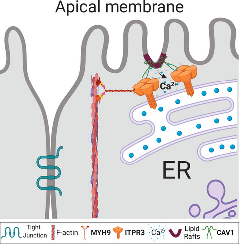 Molecular determinants of peri-apical targeting of inositol 1,4,5-trisphosphate receptor type 3 in cholangiocytes