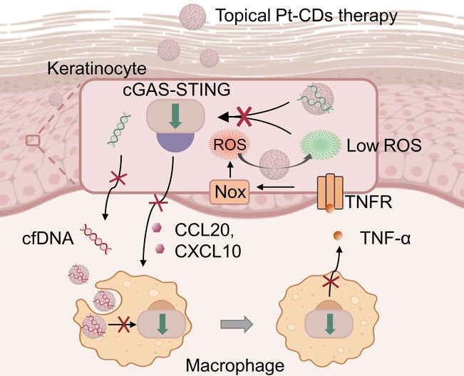 A Nanoinhibitor Targeting cGAS-STING Pathway to Reverse the Homeostatic Imbalance of Inflammation in Psoriasis