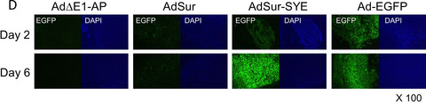 Strong antitumor efficacy of a pancreatic tumor-targeting oncolytic adenovirus for neuroendocrine tumors