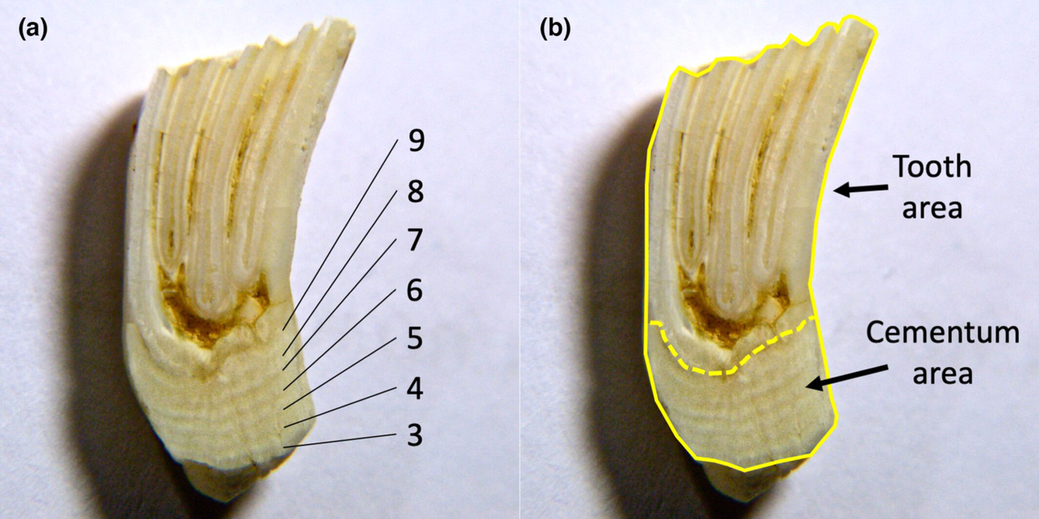 A simple, low-cost method to age mammals? An alternative to cementum annuli analysis