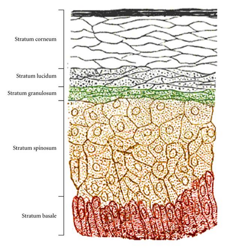 Details are in the caption following the image
