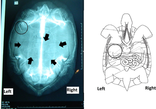 Details are in the caption following the image Details are in the caption following the image