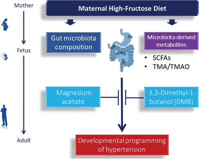Targeting on Gut Microbial Metabolite Trimethylamine-N-Oxide and Short-Chain Fatty Acid to Prevent Maternal High-Fructose-Diet-Induced Developmental Programming of Hypertension in Adult Male Offspring