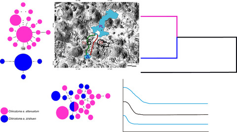 Speciation of silverside Chirostoma attenuatum (Pisces: Atheriniformes) in Central Mexico