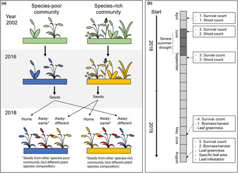 Plant history and soil history jointly influence the selection environment for plant species in a long-term grassland biodiversity experiment