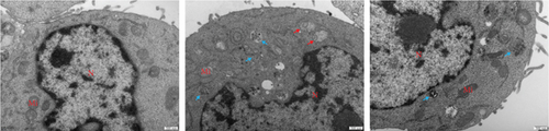 Details are in the caption following the image Details are in the caption following the image