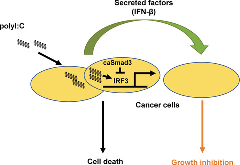 PolyI:C attenuates transforming growth factor-β signaling to induce cytostasis of surrounding cells by secreted factors in triple-negative breast cancer