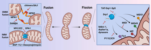 Details are in the caption following the image Details are in the caption following the image