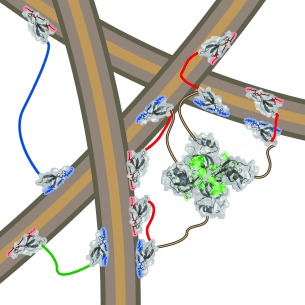 Modular Architecture of Protein Binding Units for Designing Properties of Cellulose Nanomaterials