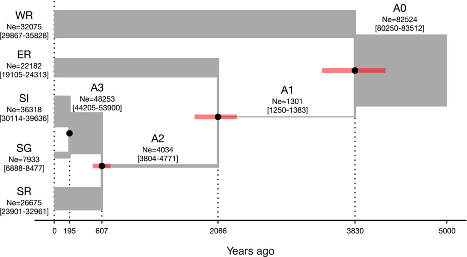 Whole-genome resequencing reveals recent divergence of geographic populations of the dung beetle Phelotrupes auratus with color variation